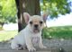 French Bulldog Puppies for sale in CA-1, Los Angeles, CA, USA. price: NA