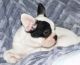 French Bulldog Puppies for sale in South Bend, IN, USA. price: $400