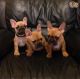 French Bulldog Puppies for sale in 305 Florida Grove Rd, Keasbey, NJ 08832, USA. price: NA