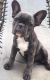 French Bulldog Puppies for sale in Calhoun Rd, Houston, TX, USA. price: NA