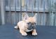 French Bulldog Puppies for sale in Hollywood Fwy, Los Angeles, CA, USA. price: NA