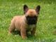 French Bulldog Puppies for sale in Birmingham, AL 35201, USA. price: NA