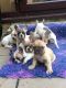 French Bulldog Puppies for sale in 704 N North Carolina Ave, Atlantic City, NJ 08401, USA. price: NA