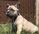 French Bulldog Puppies for sale in Northridge, Los Angeles, CA, USA. price: $2,900