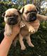 French Bulldog Puppies for sale in Ashtabula, OH 44004, USA. price: NA