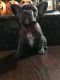 French Bulldog Puppies for sale in Sterling Heights, MI 48314, USA. price: NA