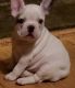 French Bulldog Puppies for sale in Bowling Green, MO 63334, USA. price: NA