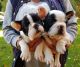 French Bulldog Puppies for sale in Kansas Ave, Kansas City, KS, USA. price: $600