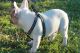 French Bulldog Puppies for sale in Clover, SC 29710, USA. price: NA