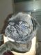 French Bulldog Puppies for sale in Tampa, FL 33602, USA. price: NA