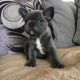 French Bulldog Puppies for sale in Pennsylvania, Runnemede, NJ 08078, USA. price: $600