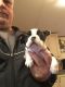 French Bulldog Puppies for sale in Corbin, KY 40701, USA. price: NA