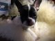 French Bulldog Puppies for sale in W Virginia St, San Jose, CA, USA. price: NA
