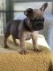 French Bulldog Puppies for sale in 40861 Carlisle Ave, Elyria, OH 44035, USA. price: NA