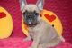 French Bulldog Puppies for sale in Pennsylvania, Runnemede, NJ 08078, USA. price: NA