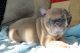 French Bulldog Puppies for sale in Pennsylvania, Runnemede, NJ 08078, USA. price: NA