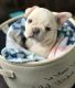 French Bulldog Puppies for sale in San Francisco County, San Francisco, CA, USA. price: NA