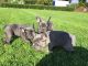French Bulldog Puppies for sale in Oregon City, OR 97045, USA. price: $600