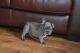 French Bulldog Puppies for sale in Seattle, WA 98111, USA. price: NA
