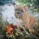 French Bulldog Puppies for sale in Canton, OH, USA. price: NA