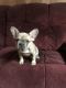 French Bulldog Puppies for sale in Ontario, OH, USA. price: NA