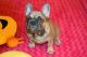French Bulldog Puppies for sale in Millersburg, IN 46543, USA. price: NA