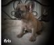 French Bulldog Puppies for sale in Millersburg, IN 46543, USA. price: NA