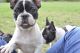 French Bulldog Puppies for sale in Haines City, FL, USA. price: NA