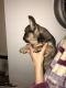 French Bulldog Puppies for sale in Ocala, FL 34470, USA. price: $750