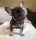 French Bulldog Puppies for sale in Friedensburg, PA 17933, USA. price: NA