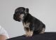 French Bulldog Puppies for sale in Friedensburg, PA 17933, USA. price: $500
