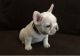 French Bulldog Puppies for sale in Stockton St, San Francisco, CA, USA. price: NA