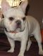 French Bulldog Puppies for sale in Defuniak Springs, FL, USA. price: NA