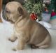 French Bulldog Puppies for sale in Penn Ave, Pittsburgh, PA, USA. price: NA