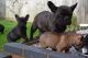 French Bulldog Puppies for sale in Penn Ave, Pittsburgh, PA, USA. price: NA