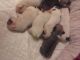 French Bulldog Puppies for sale in 323 New York Ranch Rd, Jackson, CA 95642, USA. price: NA