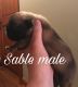 French Bulldog Puppies for sale in Crosby, MN 56441, USA. price: NA