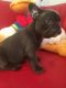 French Bulldog Puppies for sale in C St, Hayward, CA 94541, USA. price: NA
