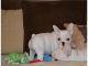 French Bulldog Puppies for sale in TX-121, McKinney, TX, USA. price: NA
