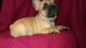 French Bulldog Puppies for sale in Lancaster St, Harrisburg, PA 17111, USA. price: NA
