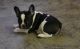 French Bulldog Puppies for sale in Yazoo City, MS 39194, USA. price: NA