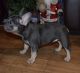 French Bulldog Puppies for sale in Wisconsin Dells Pkwy S, Baraboo, WI 53913, USA. price: NA