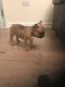 French Bulldog Puppies for sale in Wisconsin Dells Pkwy S, Baraboo, WI 53913, USA. price: NA