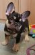 French Bulldog Puppies for sale in Rhode Island Ave NE, Washington, DC, USA. price: NA