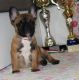 French Bulldog Puppies for sale in Jersey City, NJ 07306, USA. price: $650