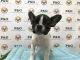 French Bulldog Puppies for sale in Temple City, CA, USA. price: NA