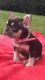 French Bulldog Puppies for sale in Rhode Island Ave NE, Washington, DC, USA. price: NA