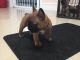 French Bulldog Puppies for sale in New York Central Ave, Embrun, ON K0A 1W1, Canada. price: NA
