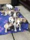 French Bulldog Puppies for sale in Ohio Ave, Long Beach, NY 11561, USA. price: NA