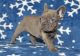 French Bulldog Puppies for sale in North Fork, ID 83466, USA. price: NA